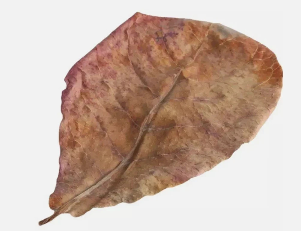 Multicolor Pen in One Whole Bay Leaves